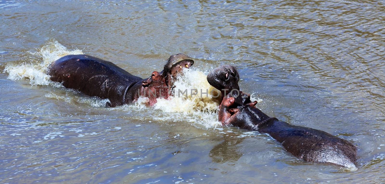 hippo fighting at the masai mara  by photogallet