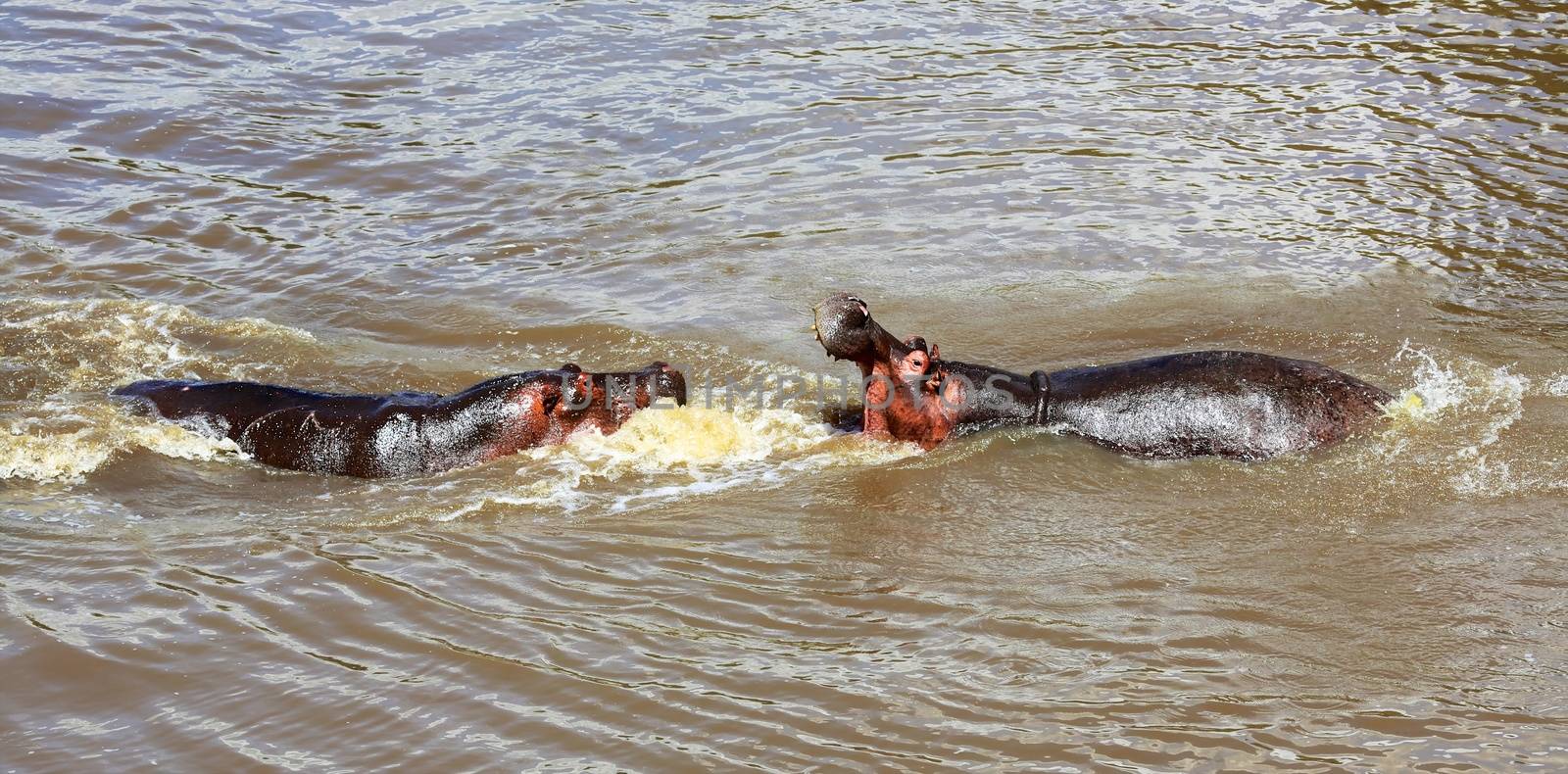 hippo's fight at the masai mara national park kenya africa