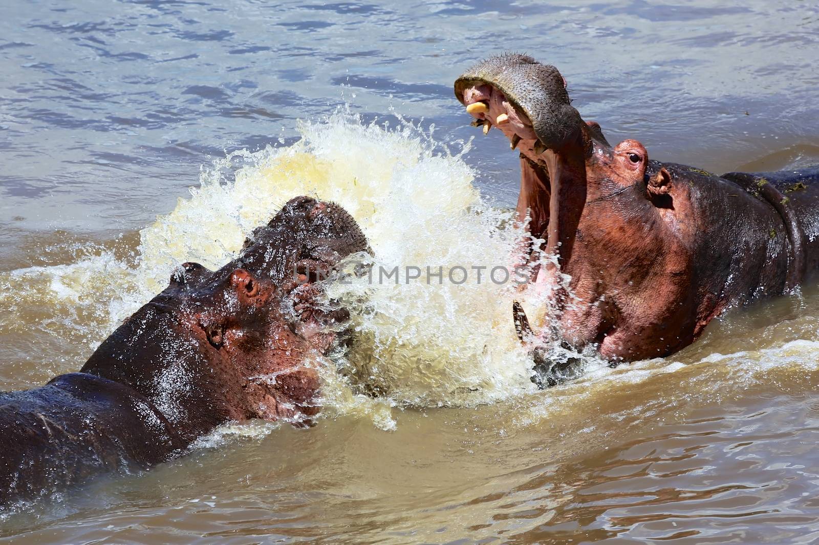 hippo's fight at the masai mara national park kenya  by photogallet
