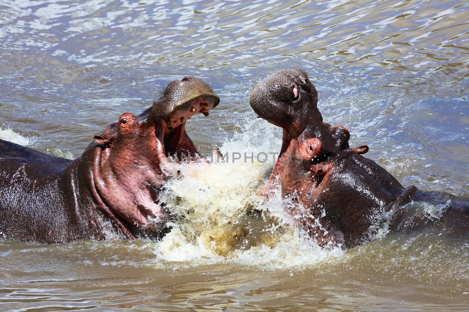 hippo's fight at the masai mara national park  by photogallet