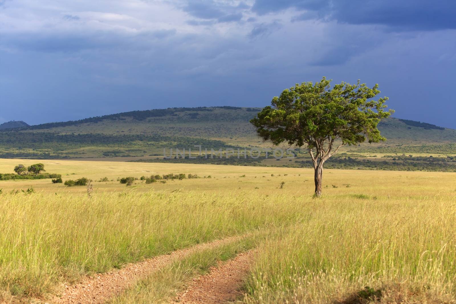 landscape of the masai mara national park kenya by photogallet