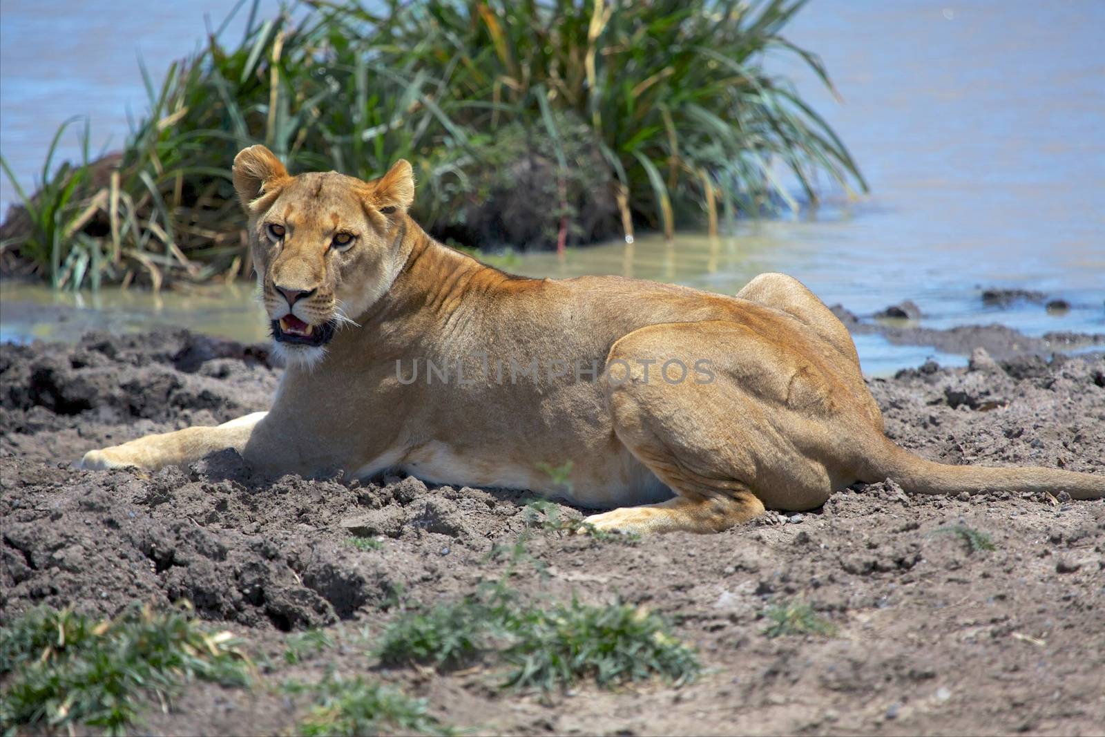 lioness near a waterhole at the masai mara