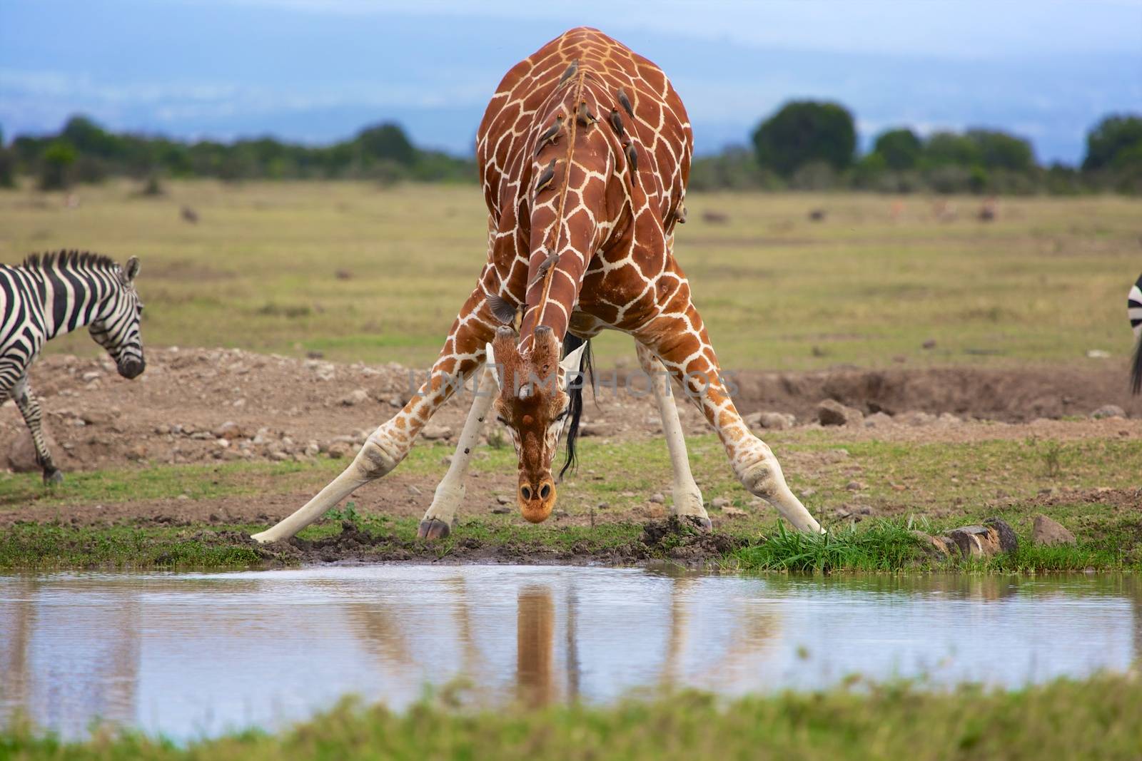masai girafe at a waterhole samburu kenya by photogallet