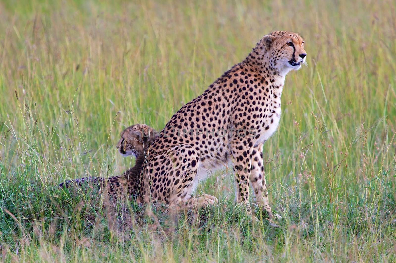 mother and son at masai mara national park kenya by photogallet