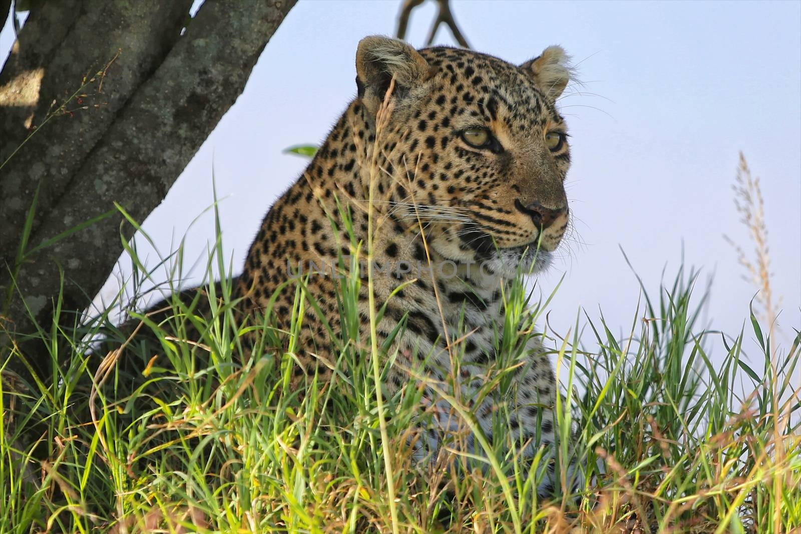 portrait of a leopard at the masai mara national park kenya africa by photogallet