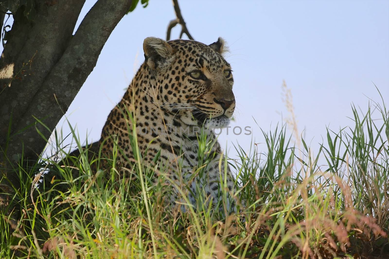 portrait of a leopard at the masai mara national park kenya  by photogallet
