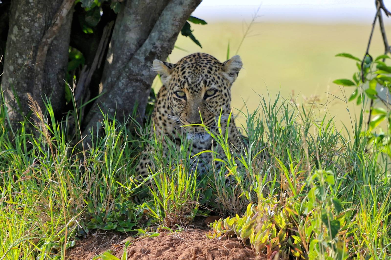 portrait of a leopard at the masai mara national park 