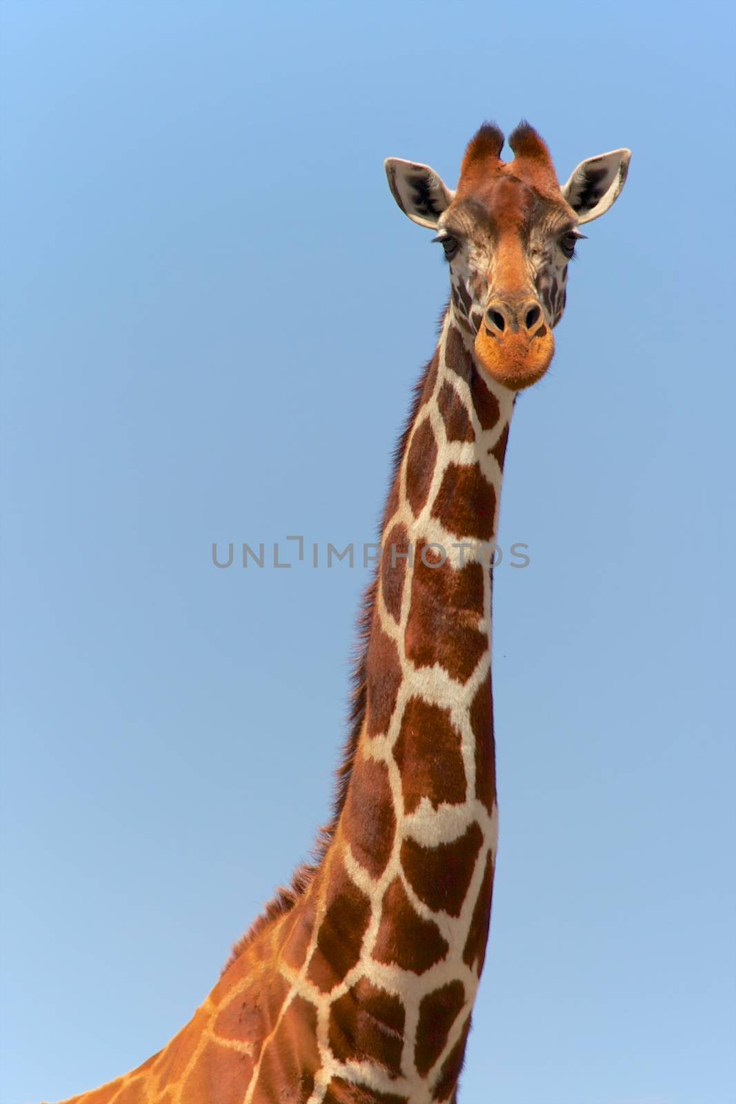 portrait of a masai girafe at a samburu kenya