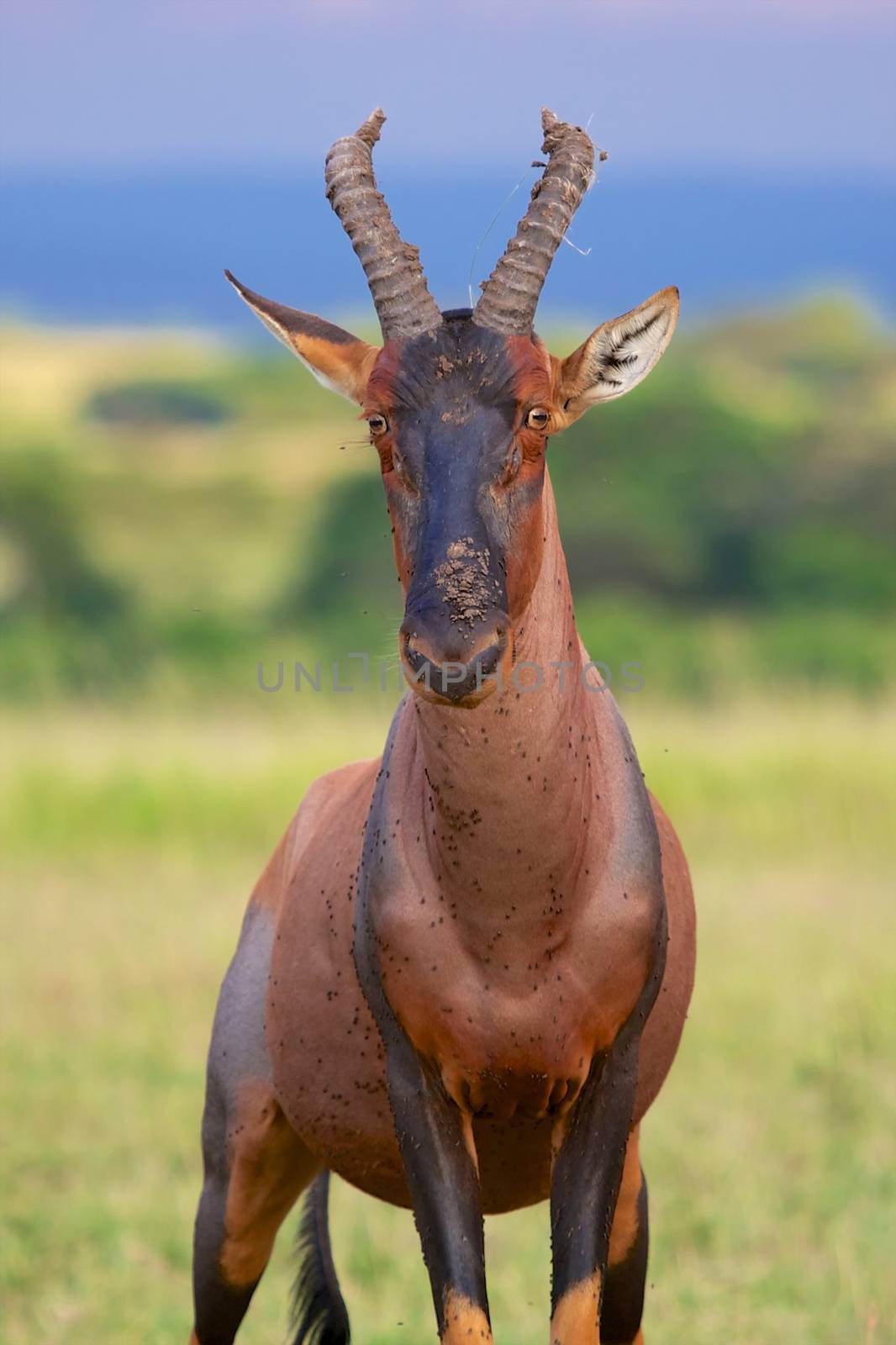 portrait of an hartebeest at the masai mara national park kenya by photogallet