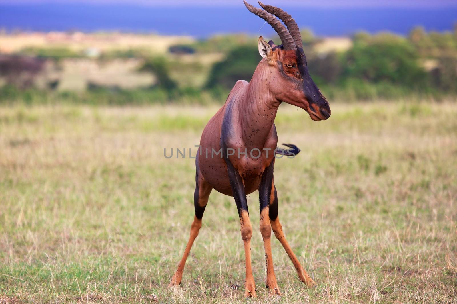 portrait of an hartebeest at the masai mara national park by photogallet