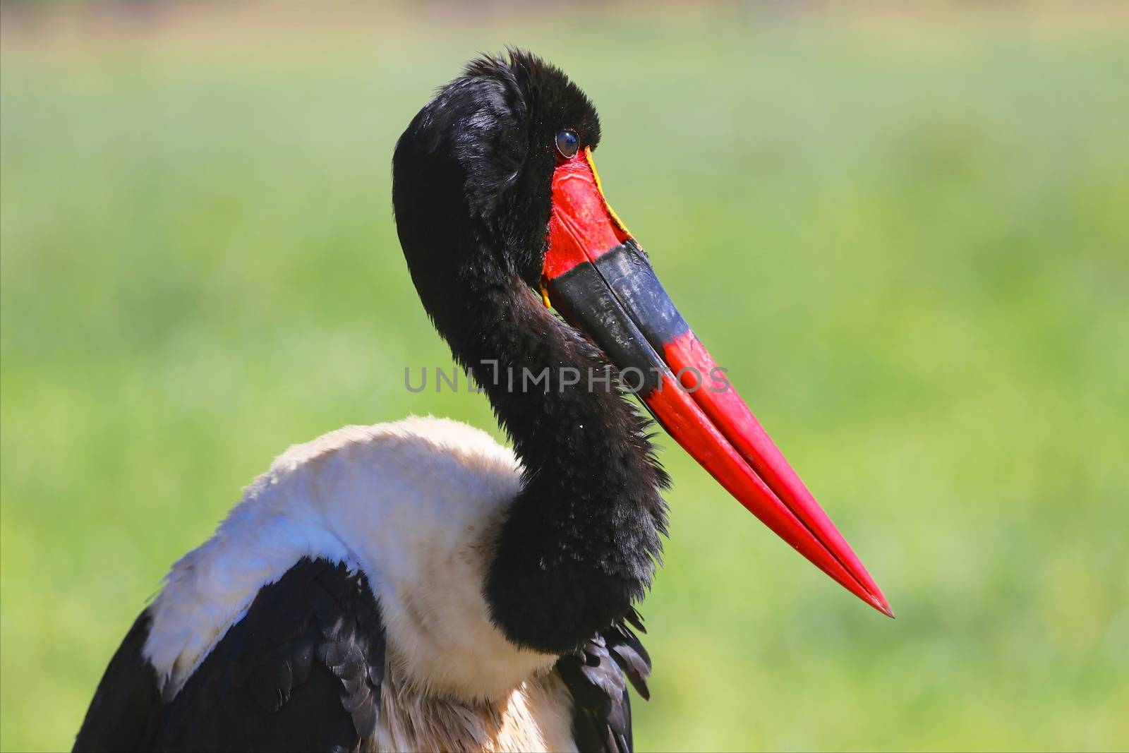 saddle billed stork at masai mara national park kenya by photogallet