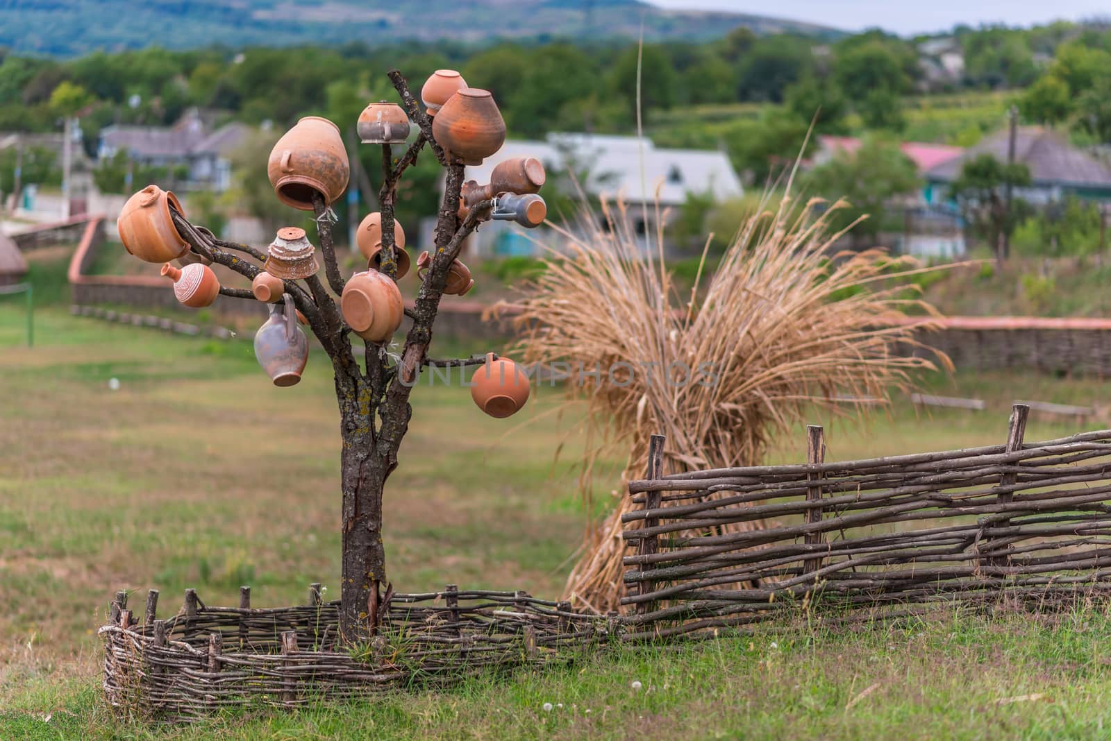 Clay pitchers and jugs hanging on dry tree surrounded by a wooden fence with hut of reeds in background. Growing pitchers.