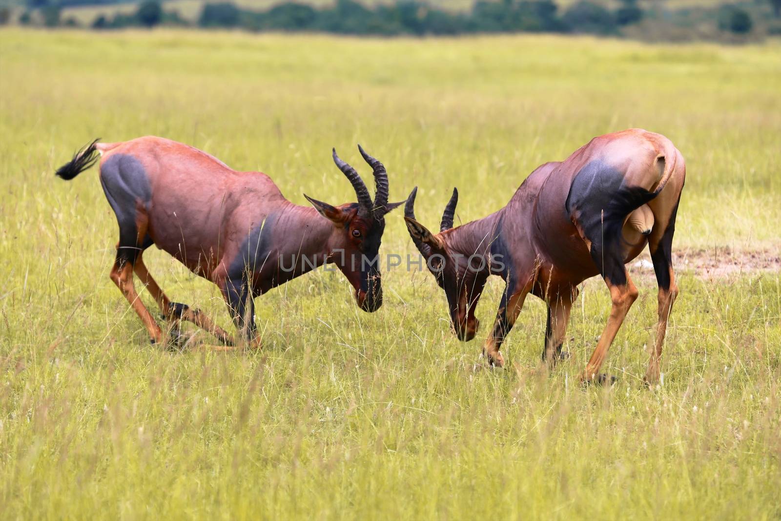 two hartebeests fighting at the masai mara national park kenya by photogallet