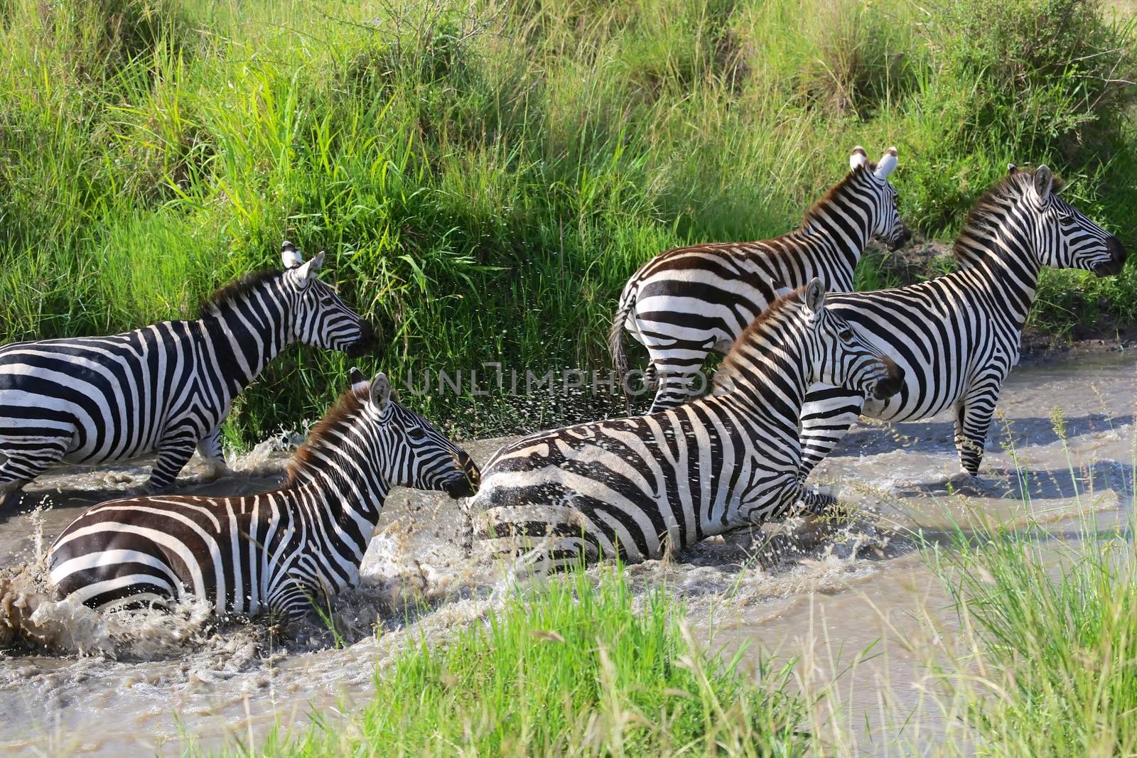 zebras crossing a river at masai mara national park