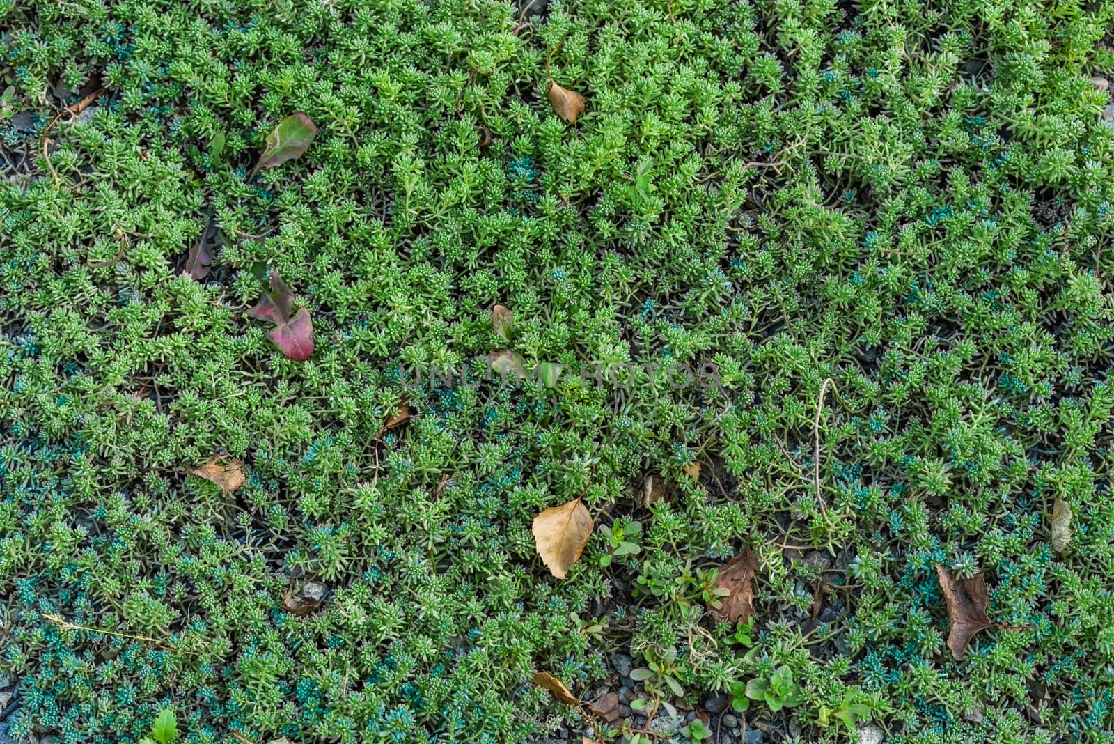An autumn green carpet made from grass. Green carpet.
