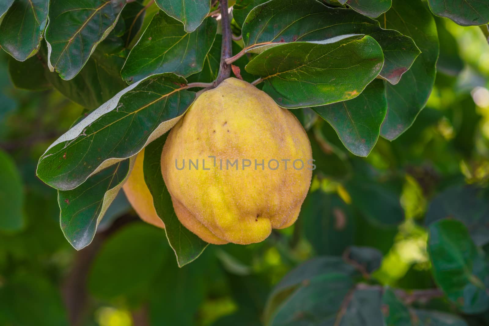 Quince tree with ripe fruit. Yellow ripe quince. Quince is ready for harvesting.