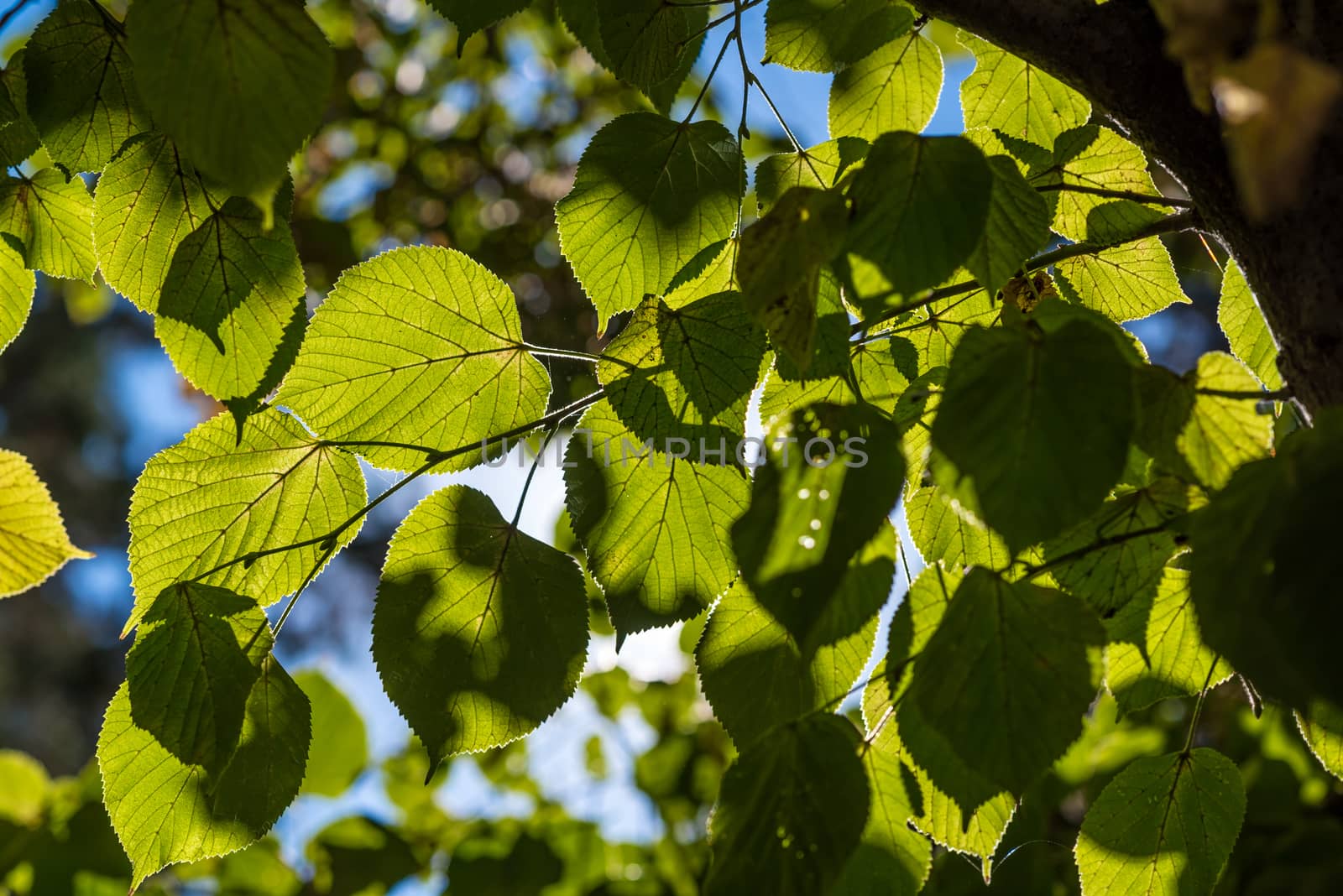 Leaves of linden tree lit thorough by sun/Sunny linden leaves/Sun shining through leaves.