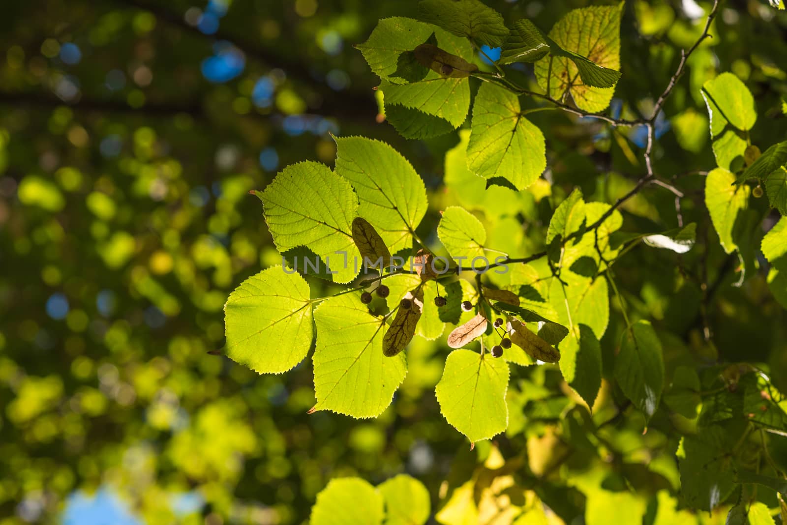 Leaves of linden tree lit thoroughly by sun.