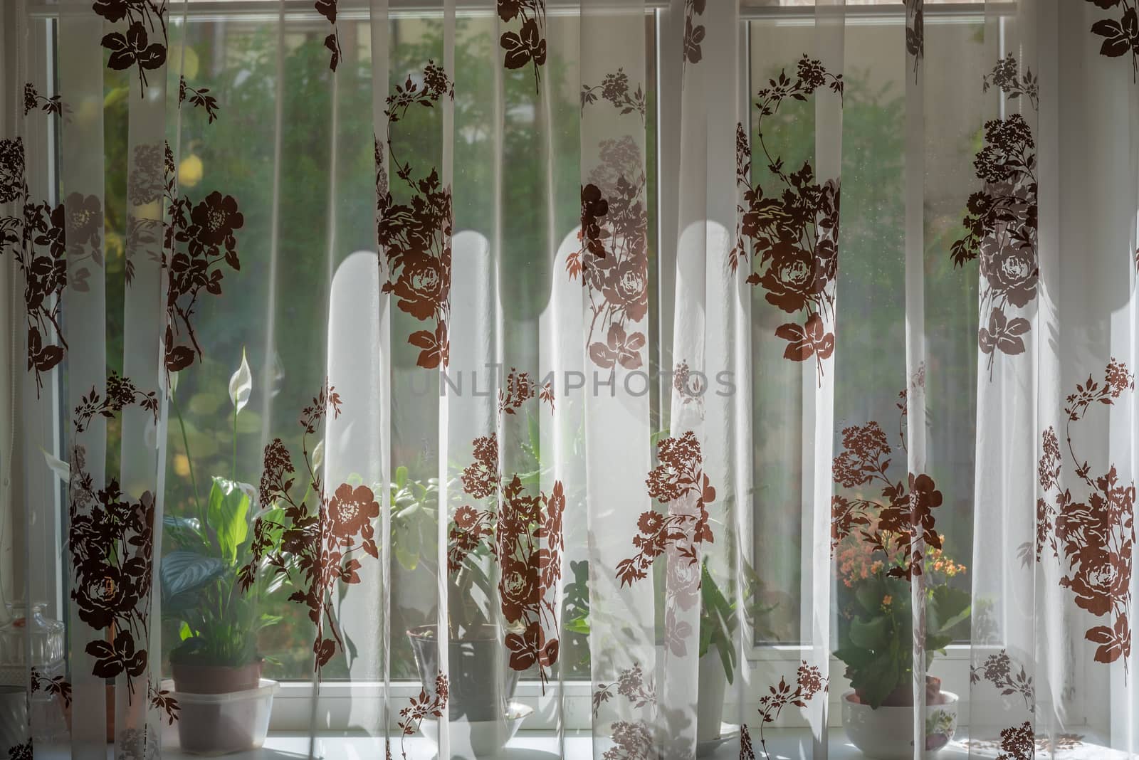 Curtain covers window and windowsill with flowers at noon Noon sunshine.