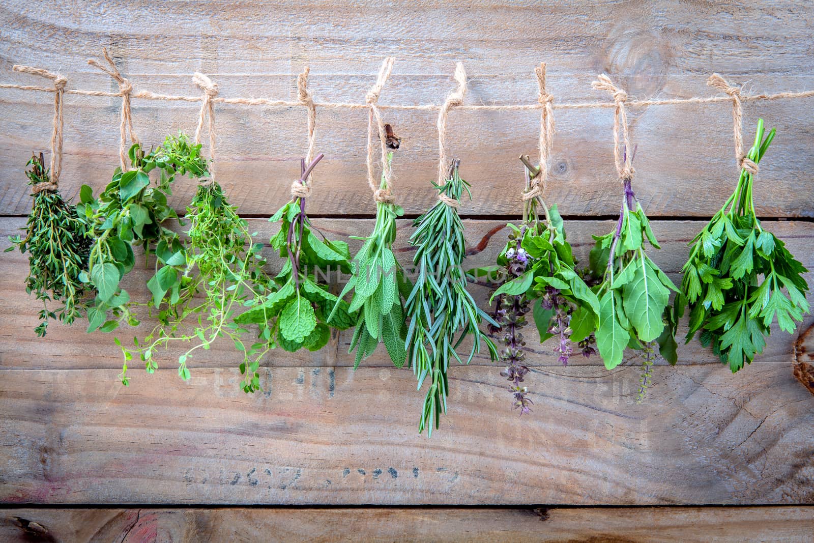 Assorted hanging herbs ,parsley ,oregano,mint,sage,rosemary,sweet basil,holy basil,  and thyme for seasoning concept on rustic old wooden background.