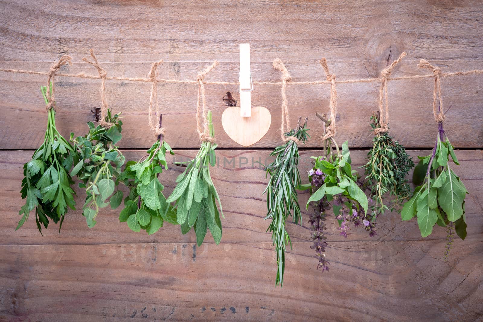 Assorted hanging herbs ,parsley ,oregano,mint,sage,rosemary,sweet basil,holy basil,  and thyme for seasoning concept on rustic old wooden background.