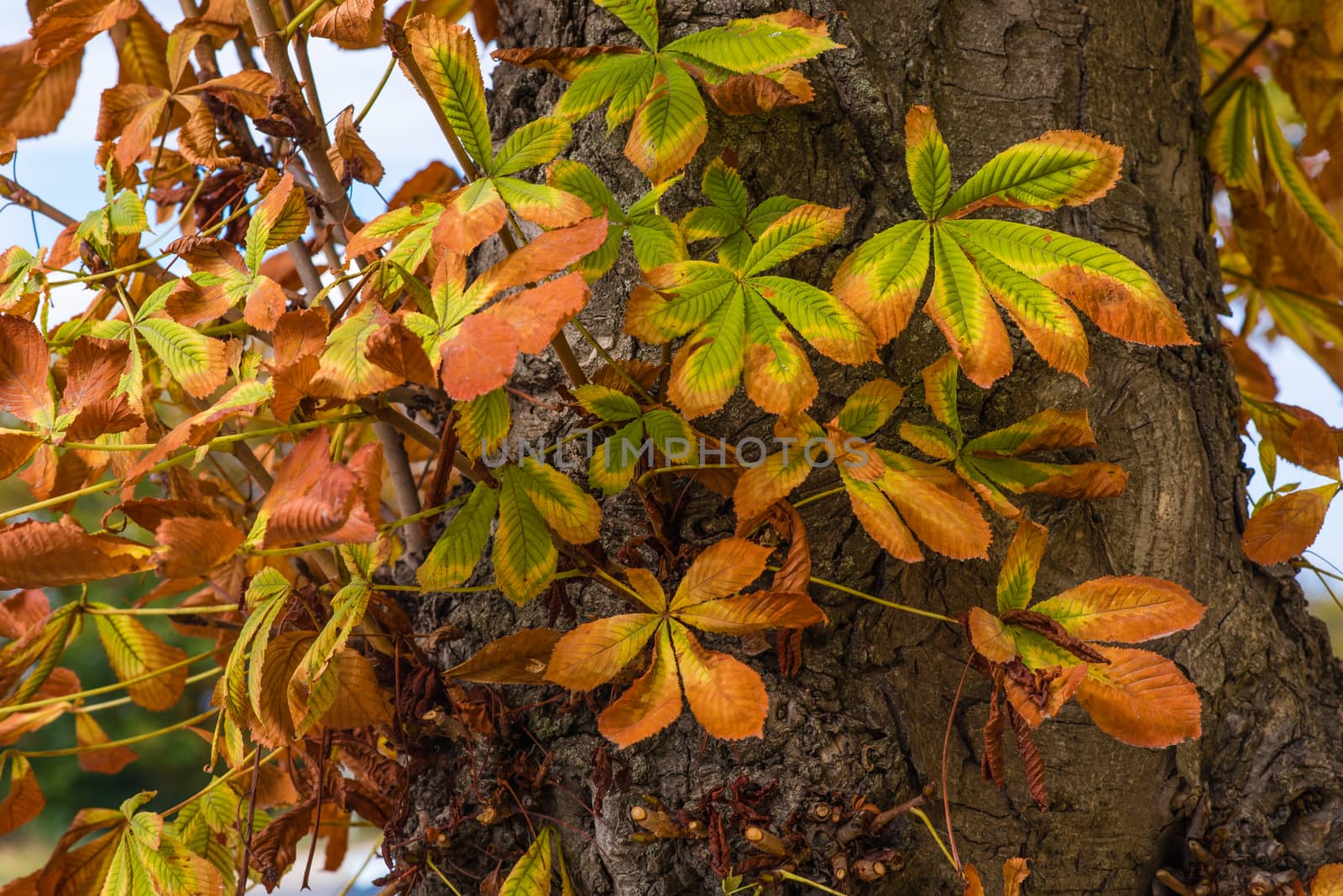 Chestnut leaves. by Mihail_P