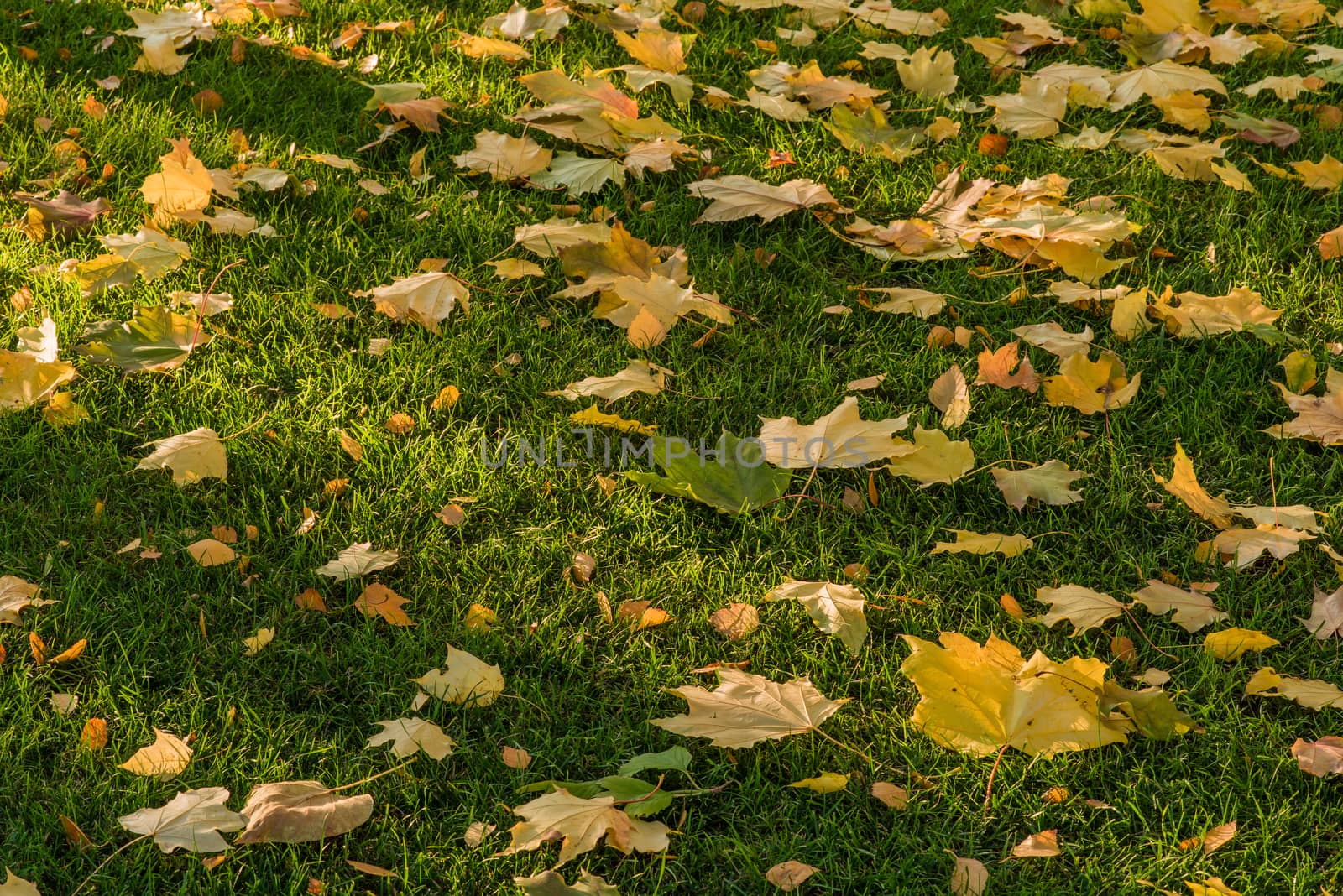 Yellow maple leaves lying on green lawn. Golden leaves on green grass.