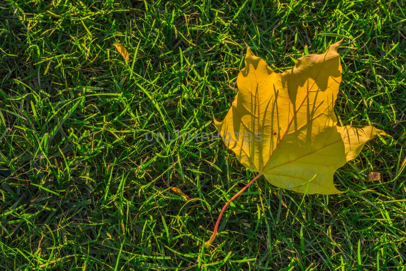 Golden maple leave on green lawn. Yellow leave on green grass.