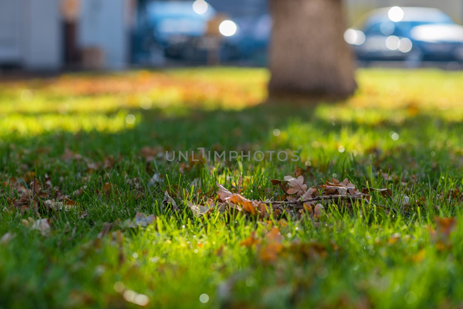 Dry oak branch lying on green grass under oak tree. Shallow depth of filed. Warm autumn.