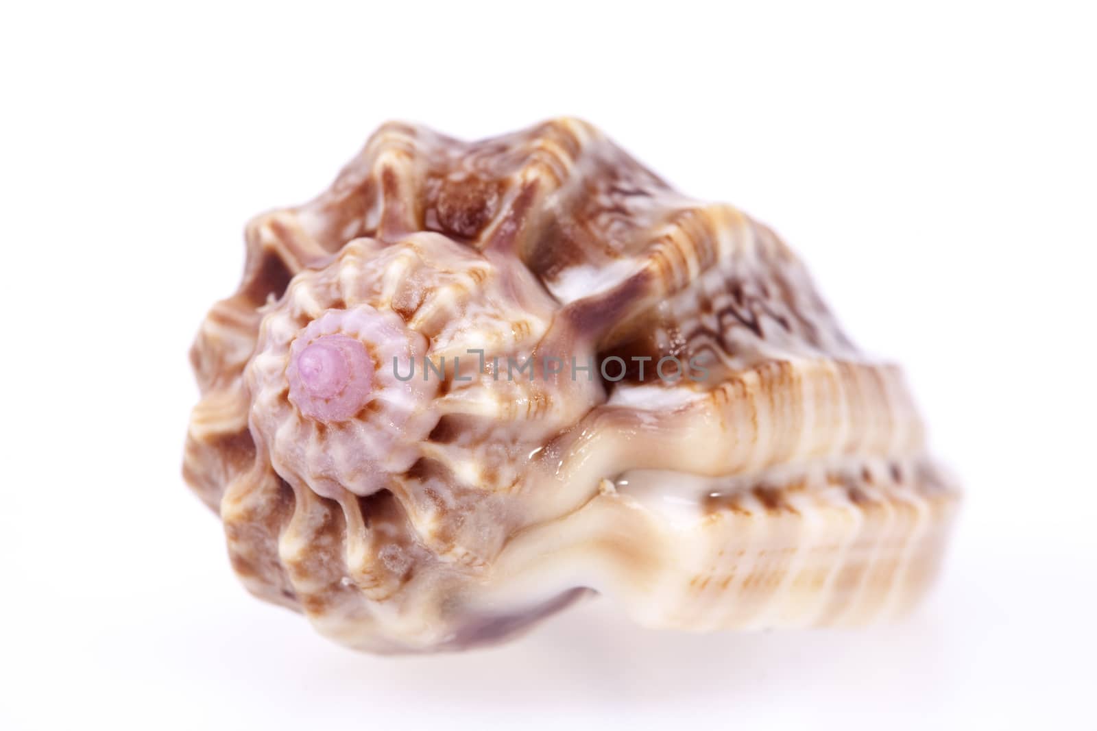 single seashell isolated on white background, close up.