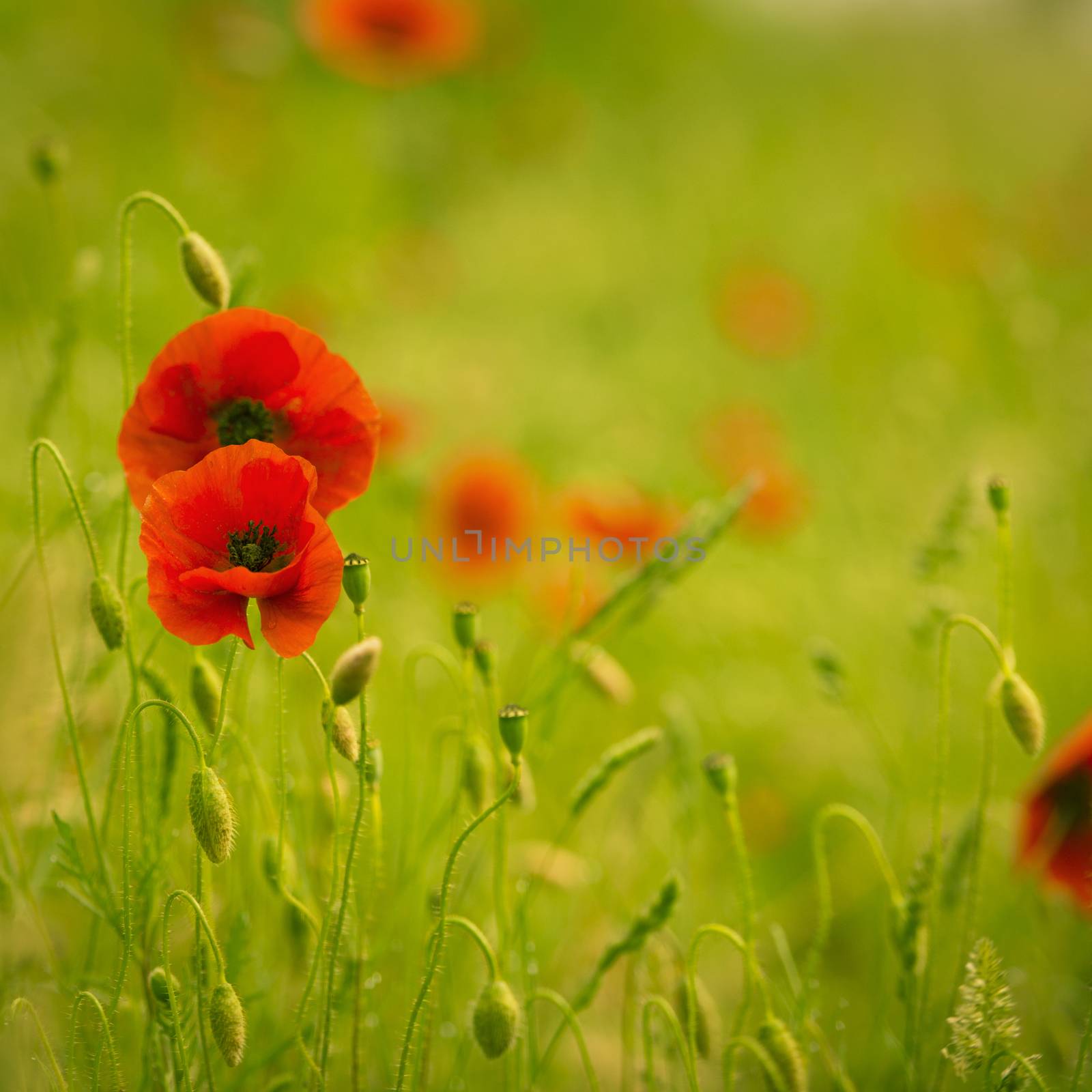 Field of poppies with green and red colors, nature background.