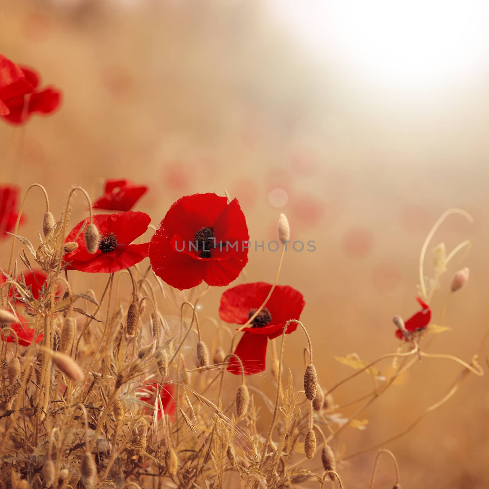 Field of poppies with brown and red colors and sun flares, nature background.