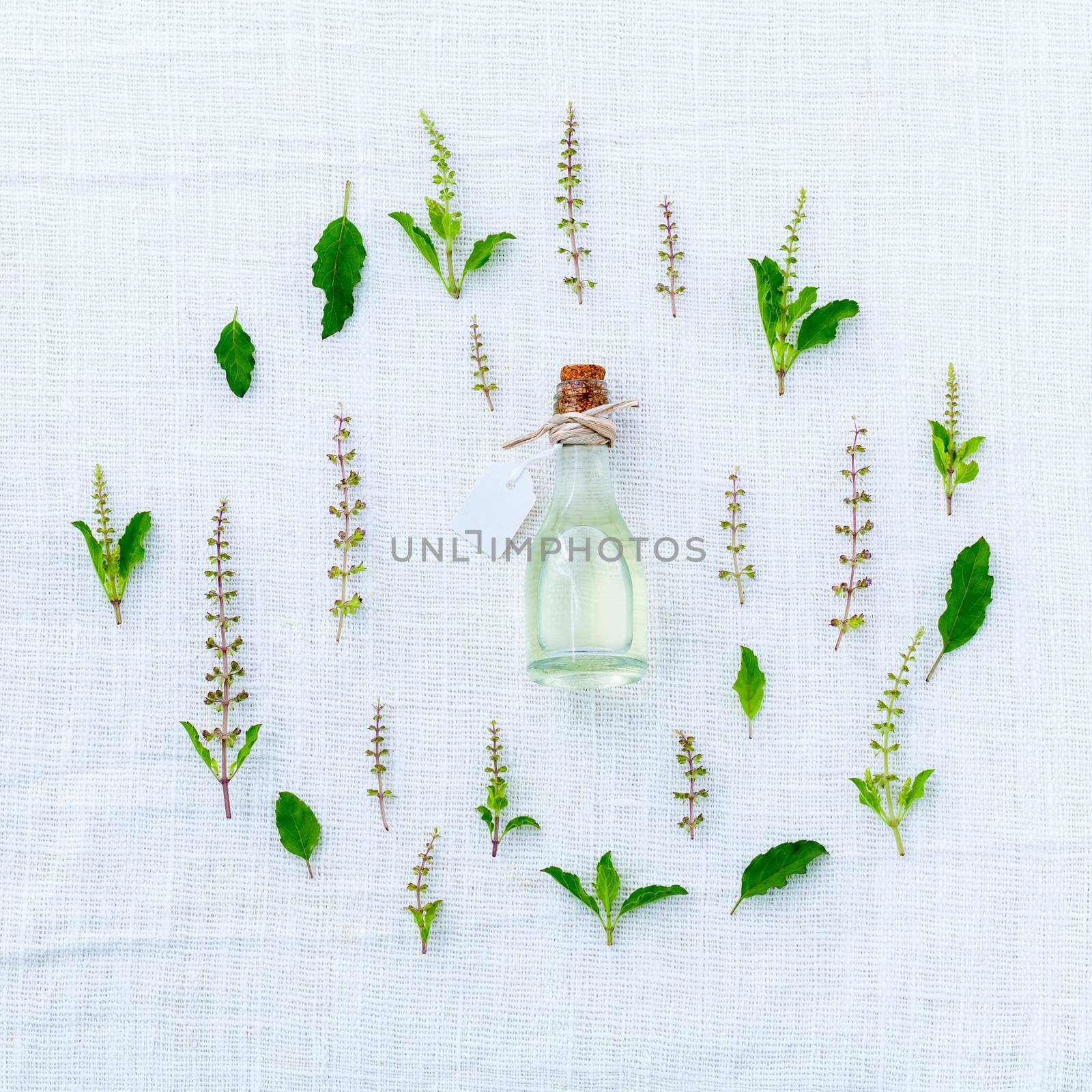 The circle of fresh holy basil flower and holy basil leaves from by kerdkanno