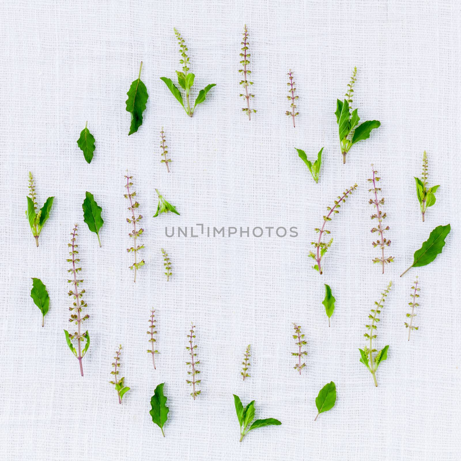 The circle of fresh holy basil flower and holy basil leaves from by kerdkanno