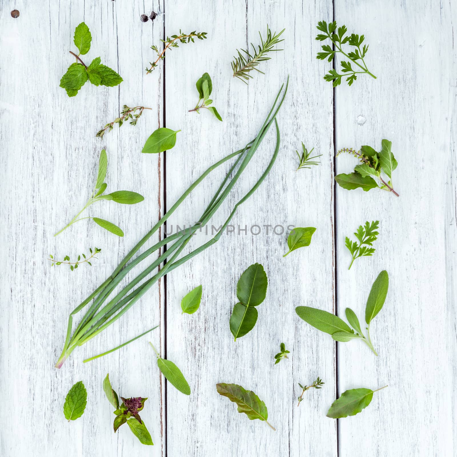 Various fresh herbs from the garden holy basil flower, basil flower,rosemary,oregano, sage,parsley ,thyme and dill over white wooden background.