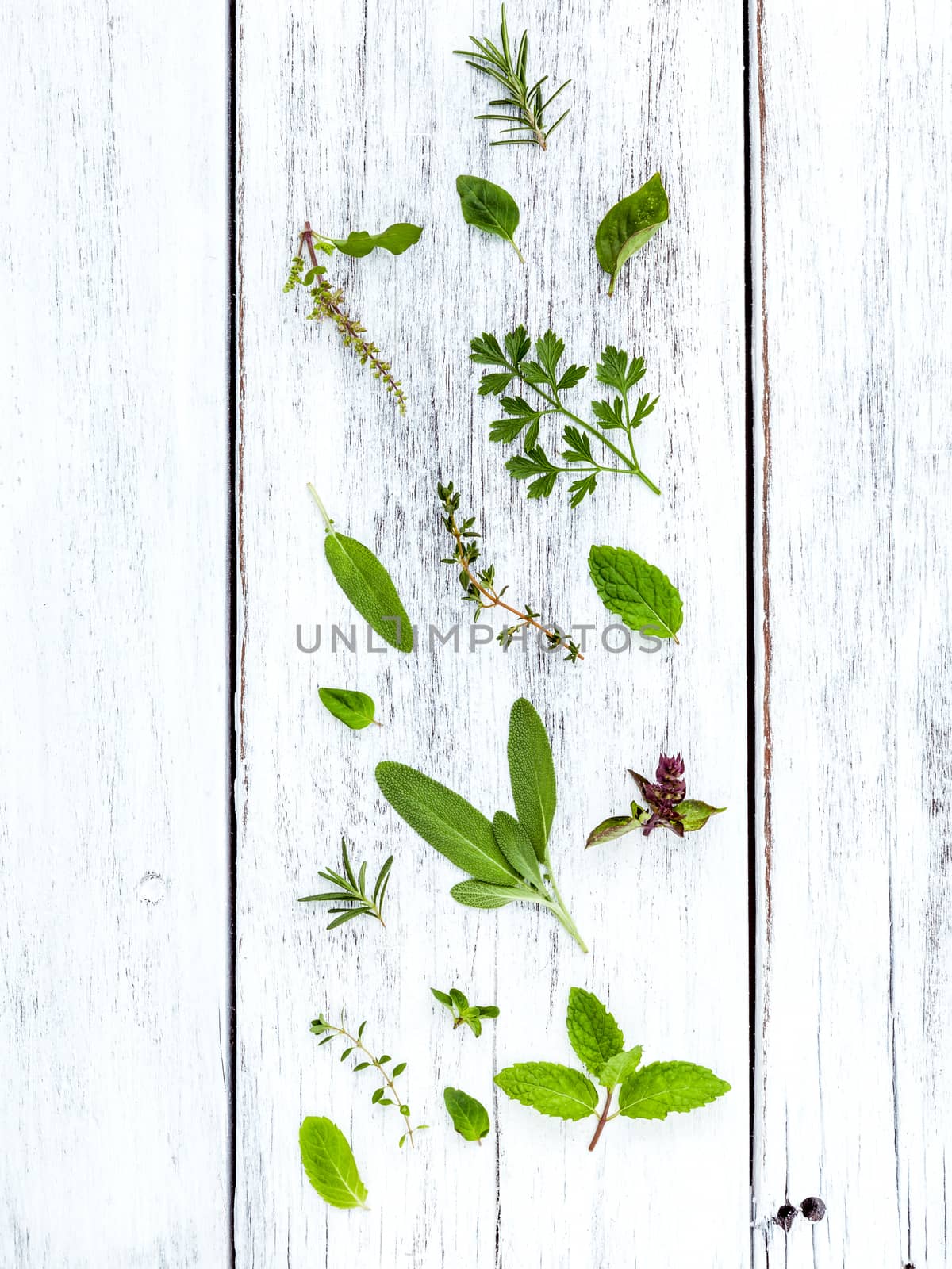 Various fresh herbs from the garden holy basil flower, basil flower,rosemary,oregano, sage,parsley ,thyme and dill over white wooden background.