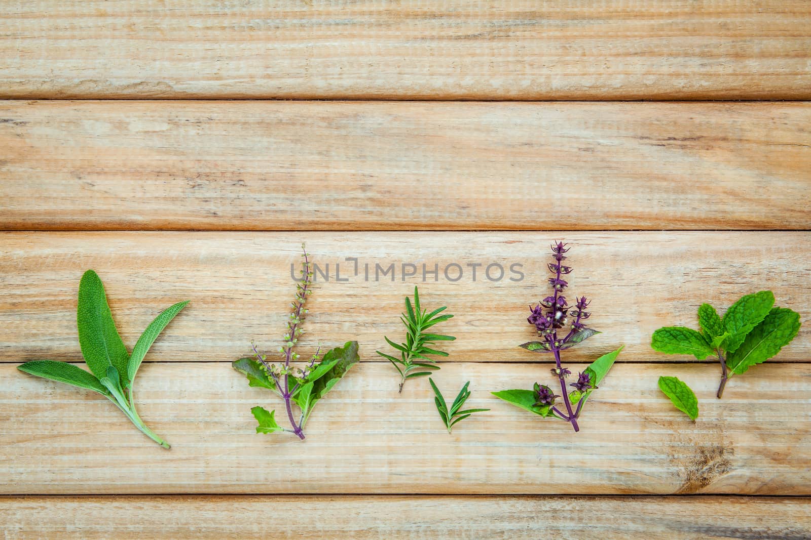 Various fresh herbs from the garden holy basil flower, basil flower,rosemary, sage over rustic wooden background.