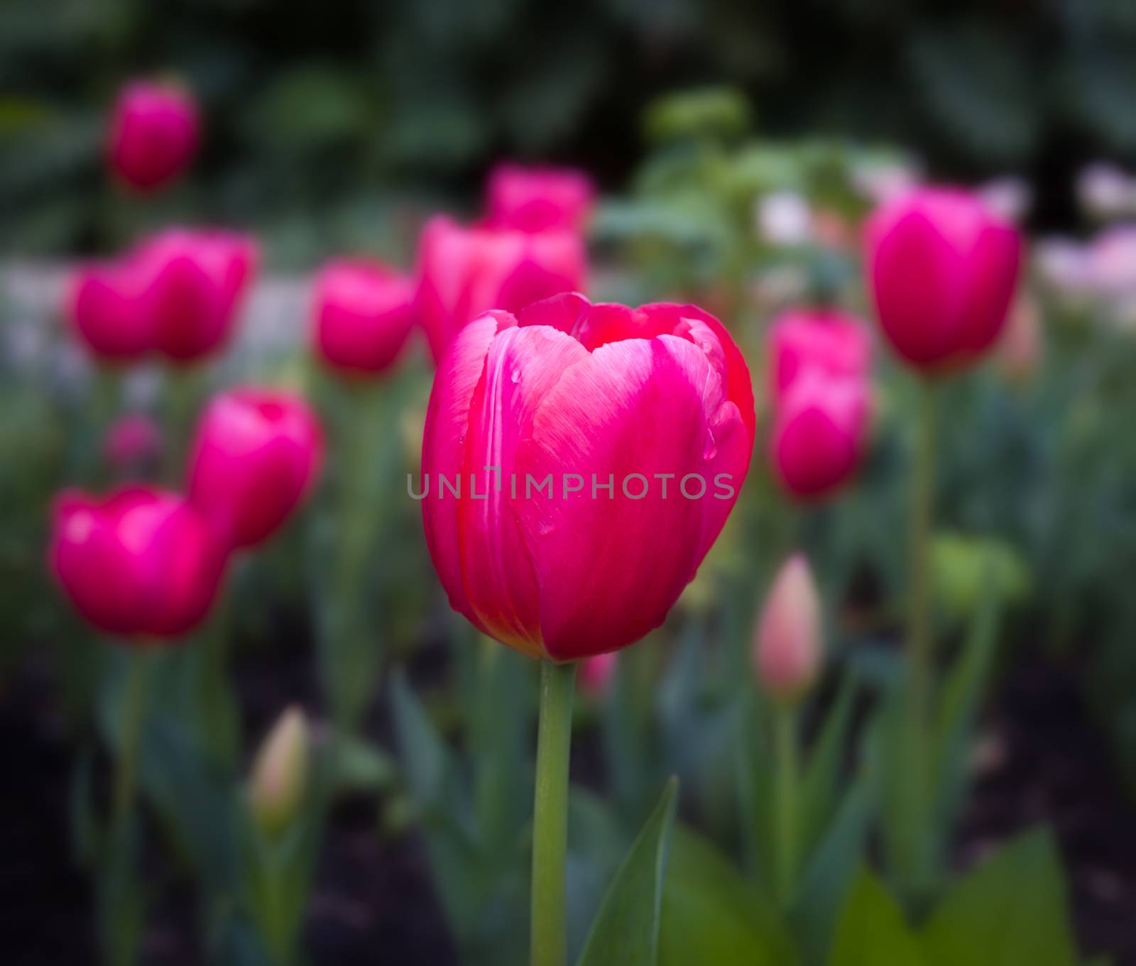 Grouping of pink tulips with drops of rain.