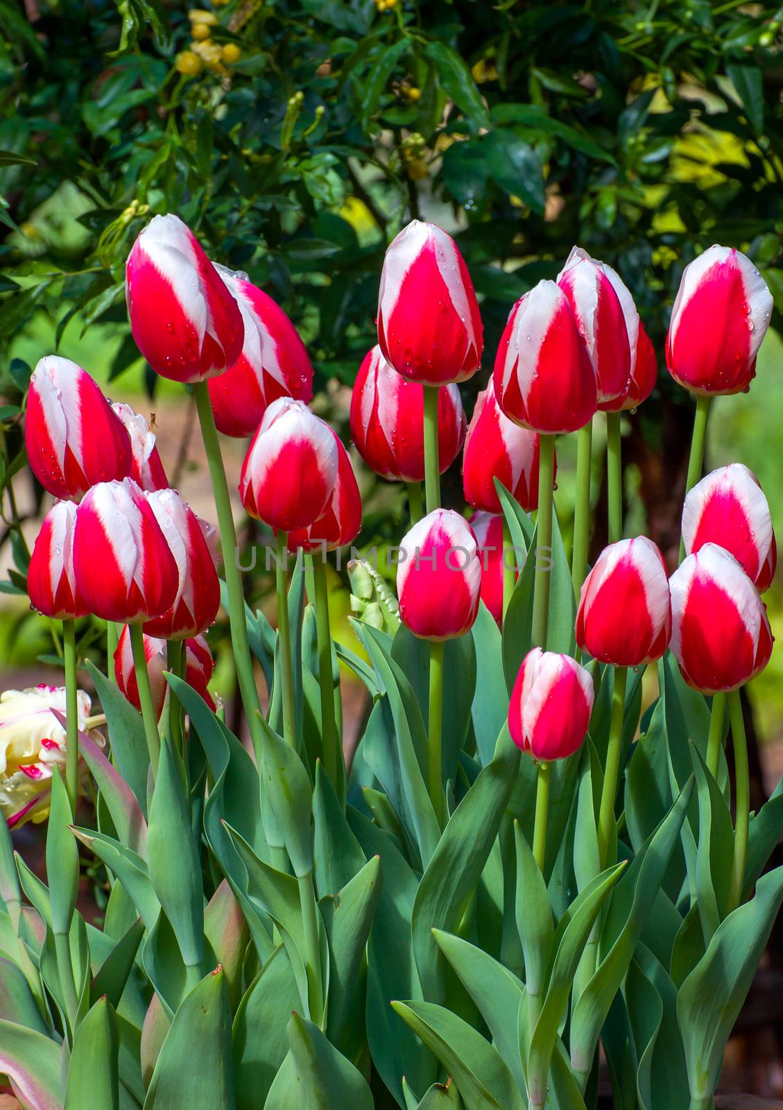 Red and white vertical tulips macro with drops of rain.