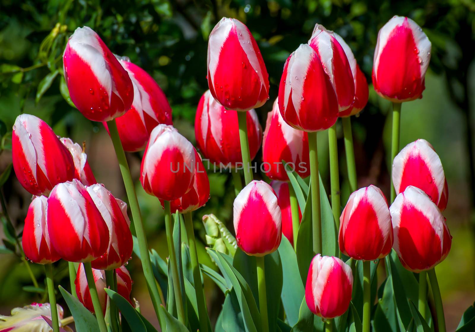 Red and white tulips macro with drops of rain.