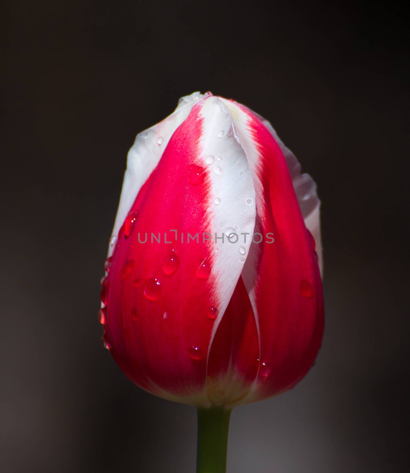 Red and White Vertical Tulip Macro by wolterk