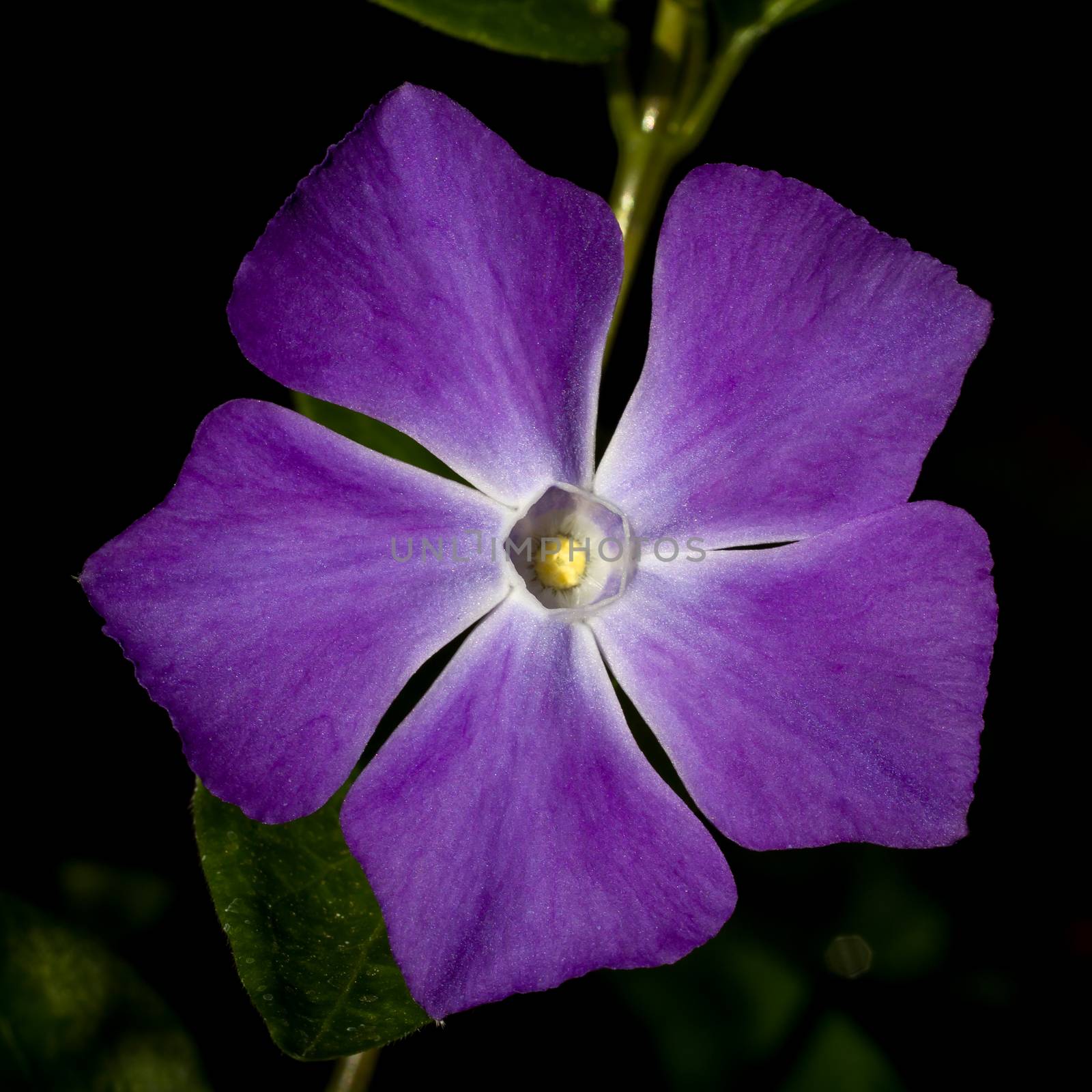 Flowering purple Vinca blossom macro in early spring.