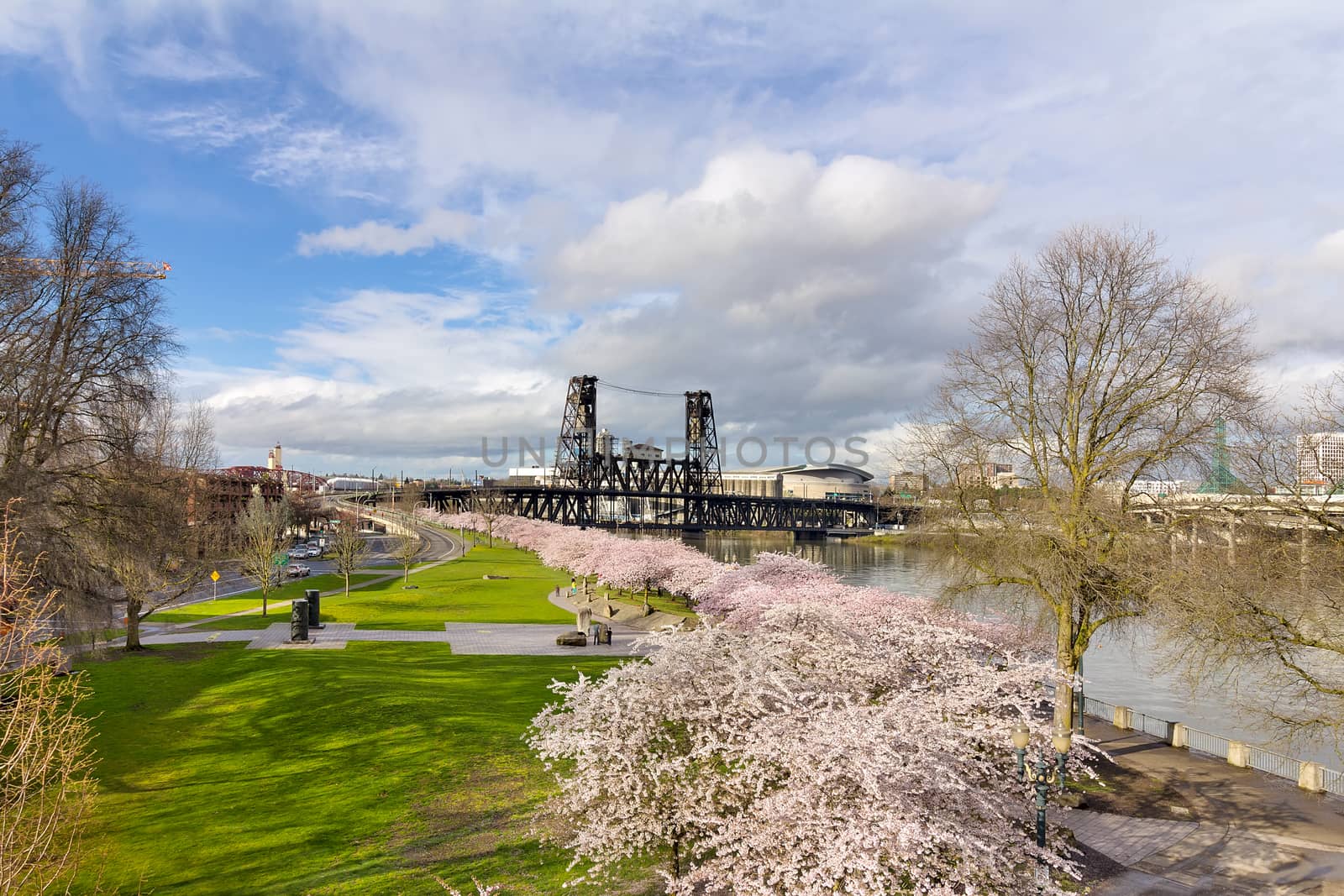 Cherry Blossom Tree at Waterfront Park by jpldesigns