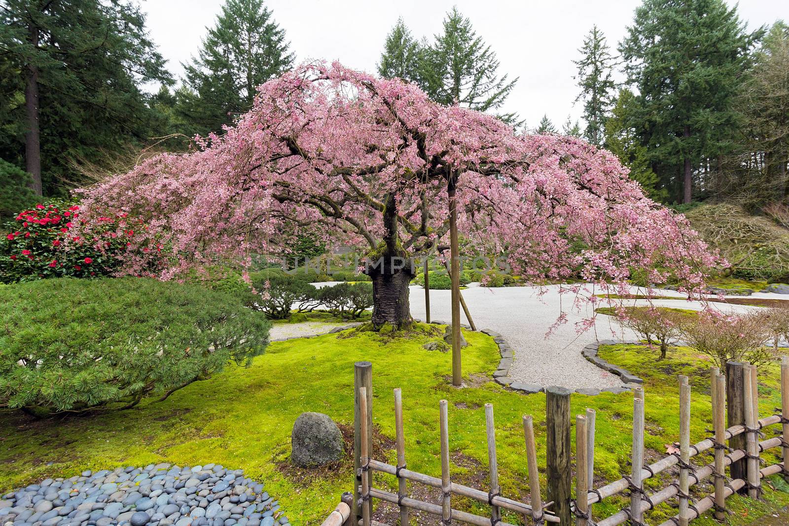 The Pink Cherry Blossom Tree in Bloom at the Japanese Garden in Spring