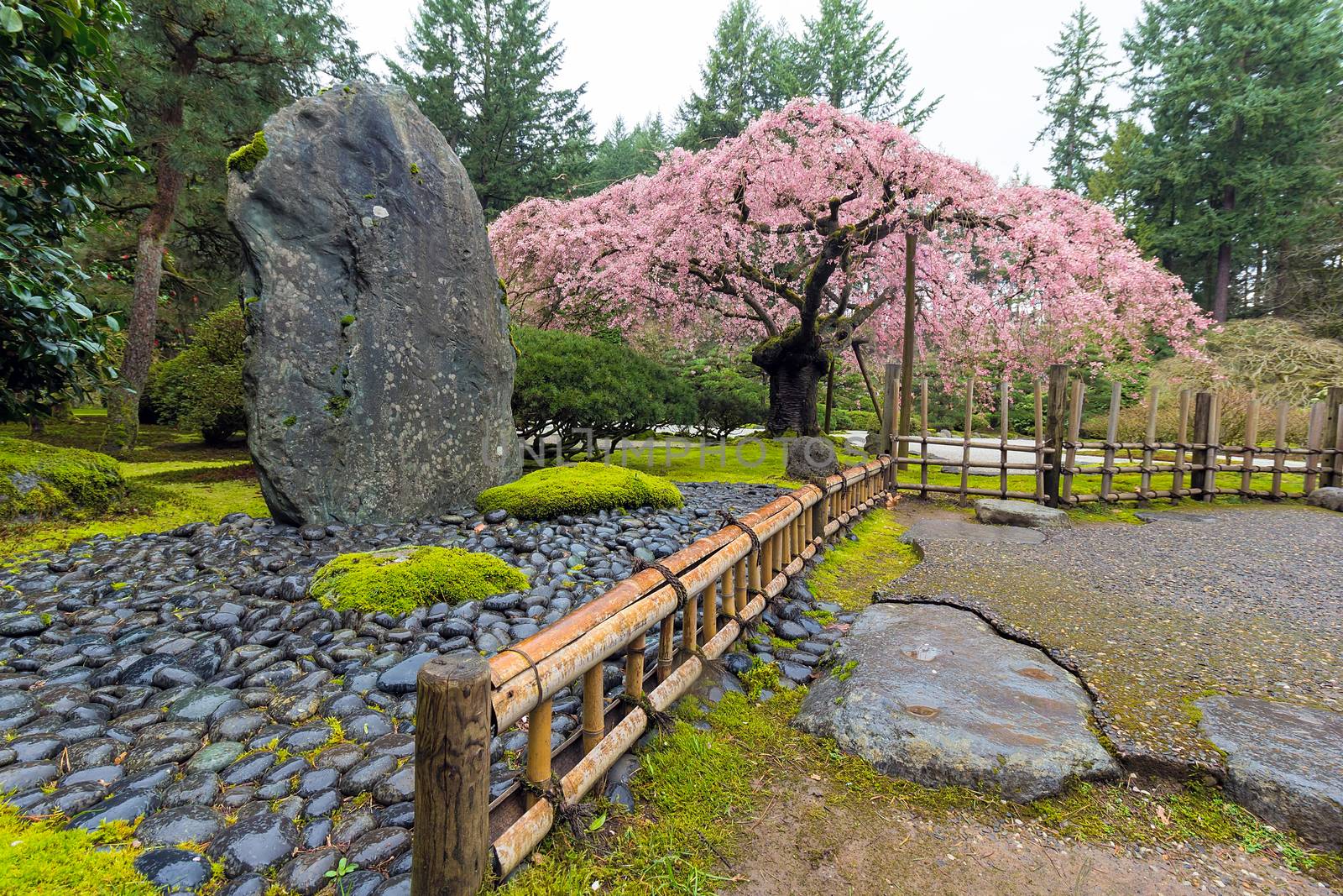 Cherry Blossom Tree in bloom by natural landscaping rock at Japanese Garden in Spring Season