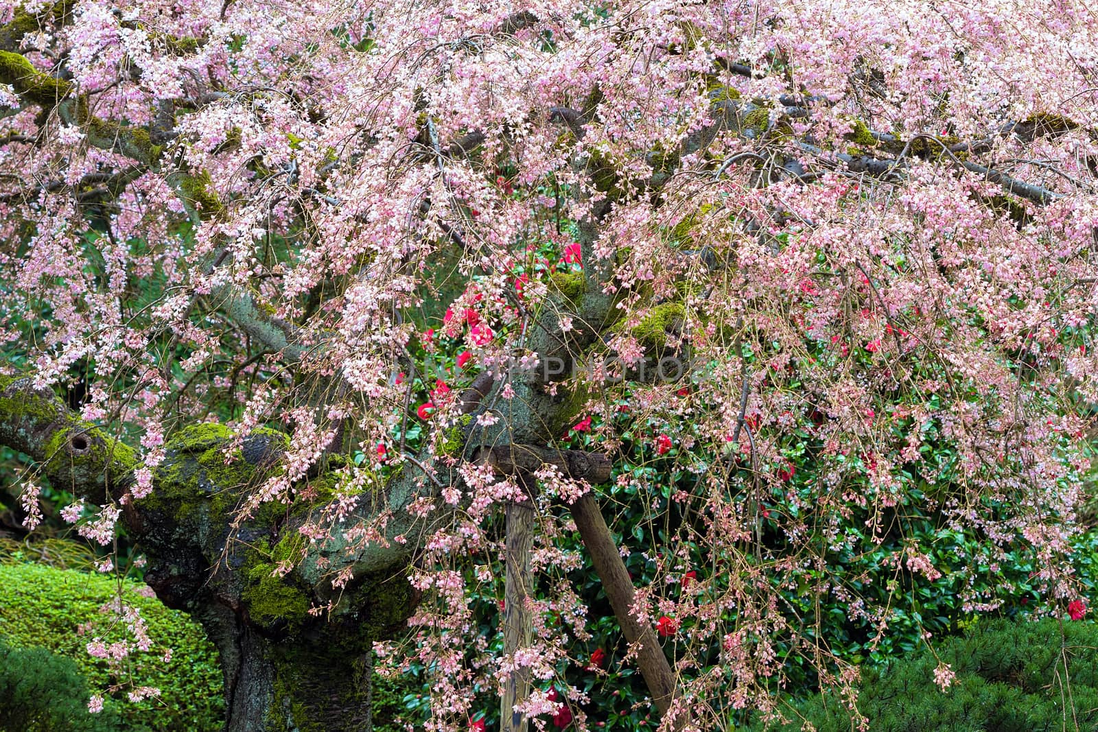 Old Cherry Blossom Tree in full bloom at Japanese Garden in Springtime