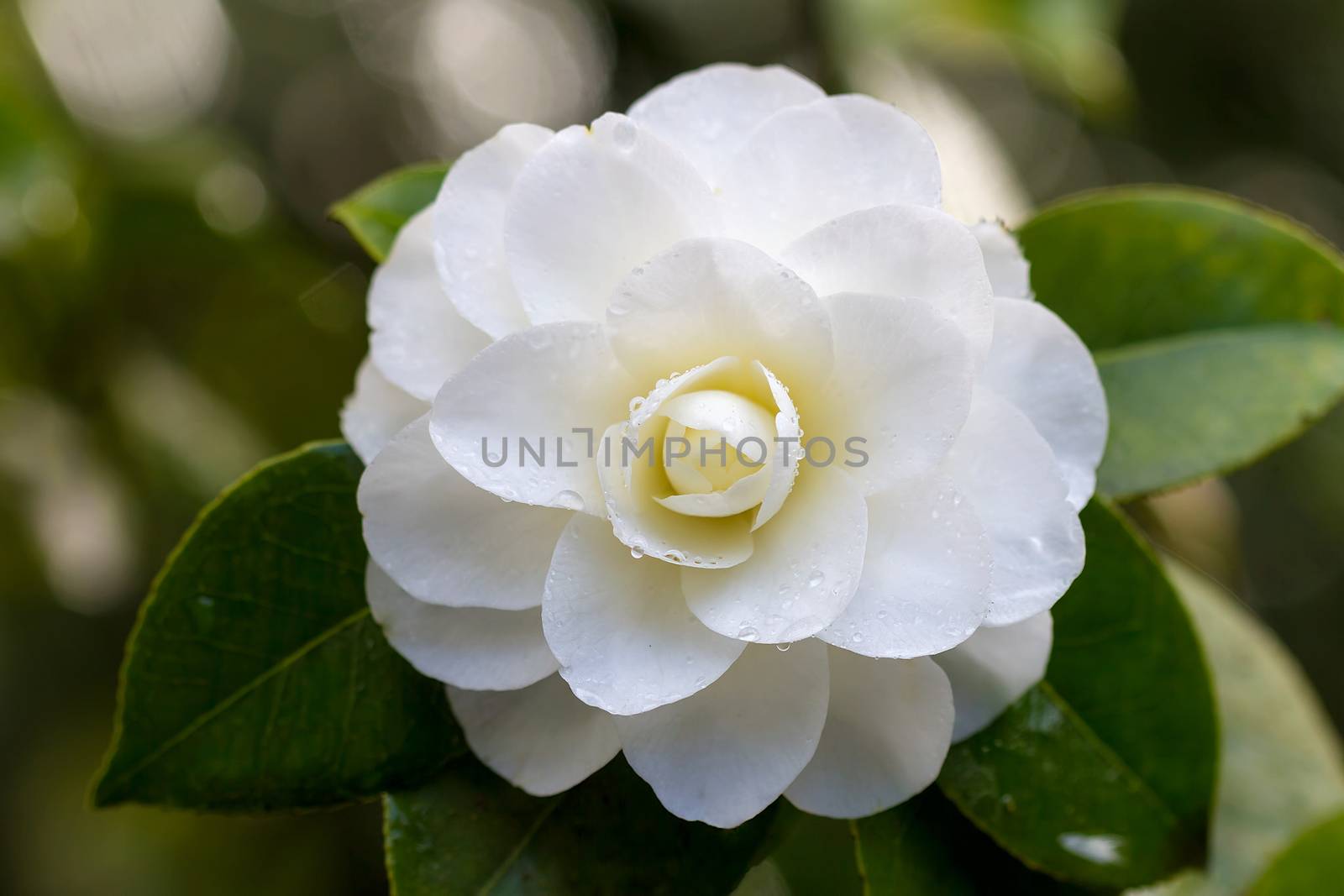 White Camellia Flower in Bloom with water droplets during Springtime Closeup Macro