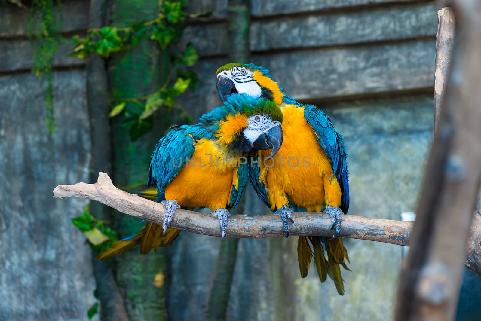 a pair of beautiful yellow macaw parrots on branch