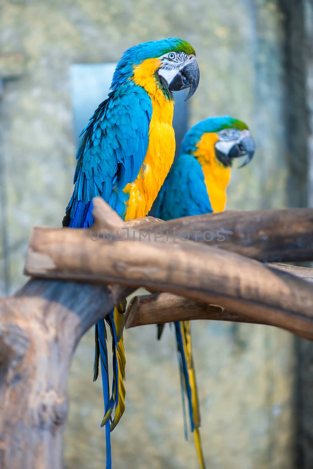 big beautiful parrots couple on a branch by kosmsos111