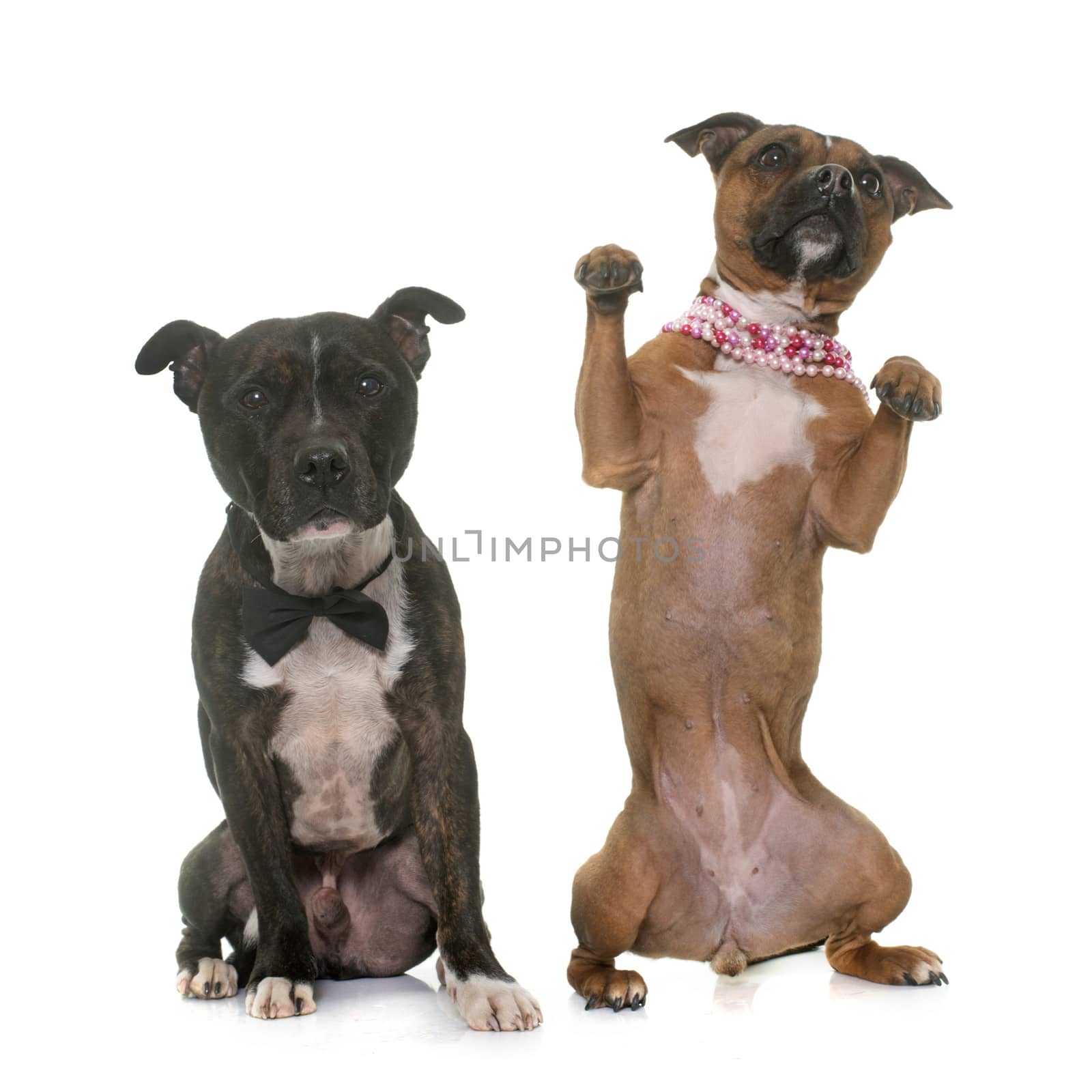 two staffordshire bull terrier in front of white background